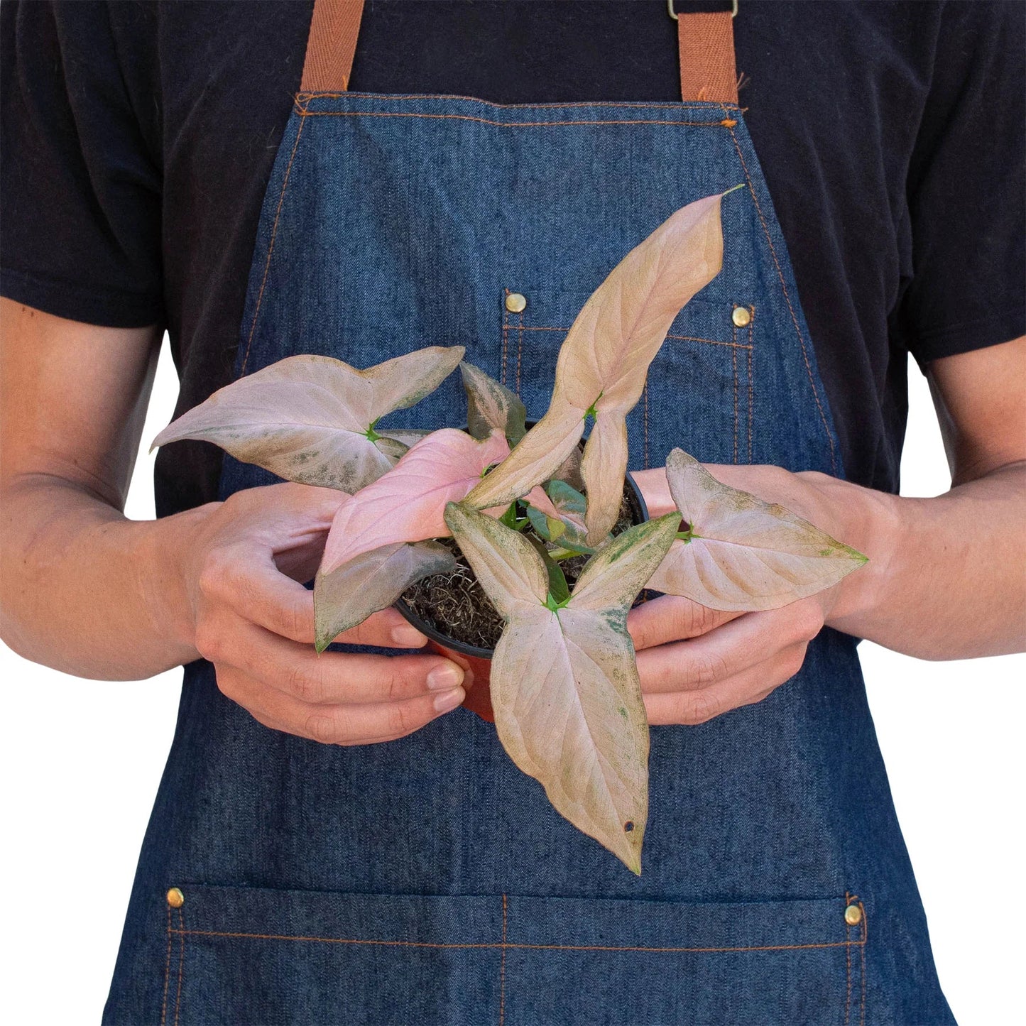 Syngonium Pink Splash 4 Pot