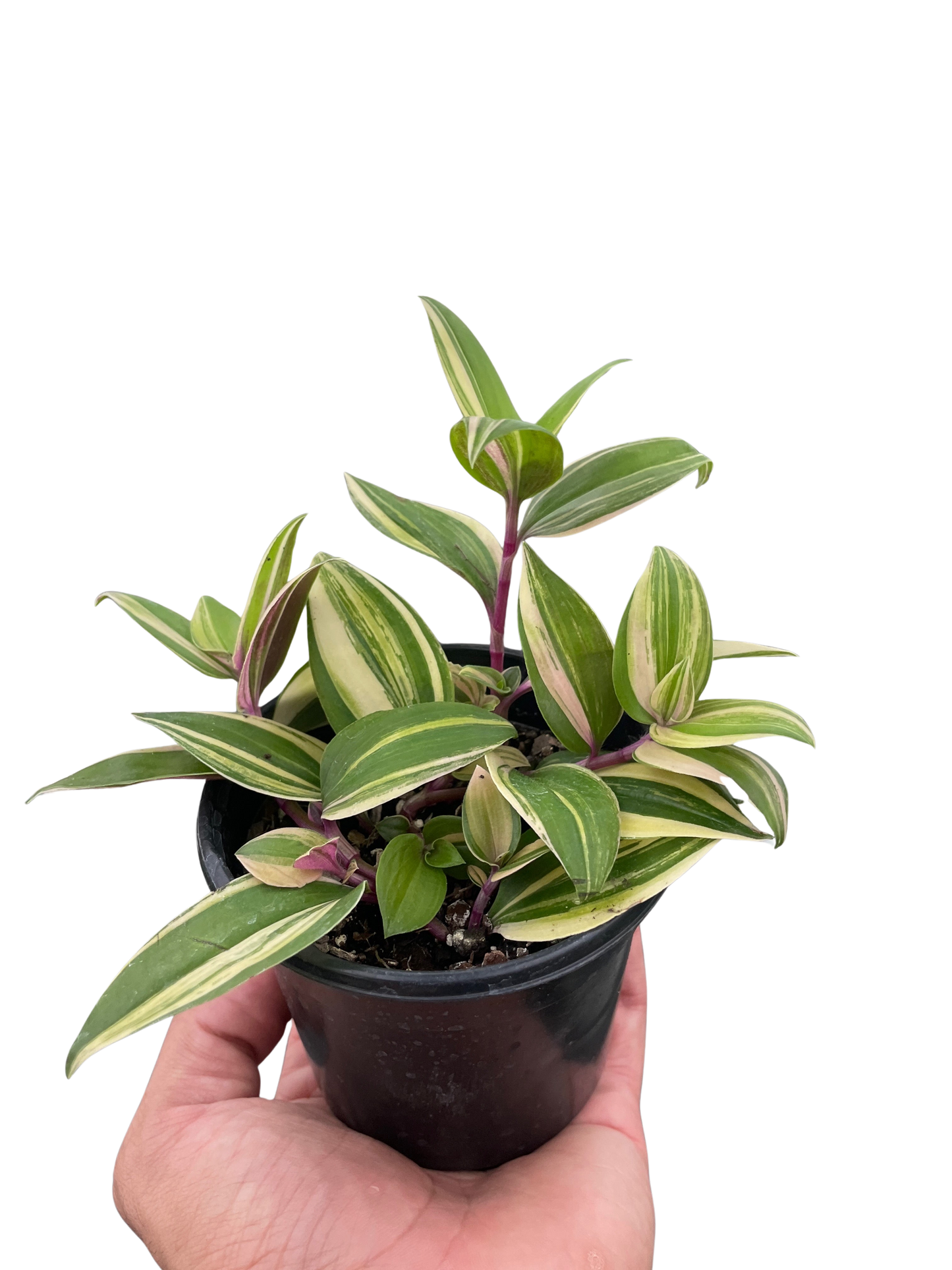 Tradescantia 'Tricolor'