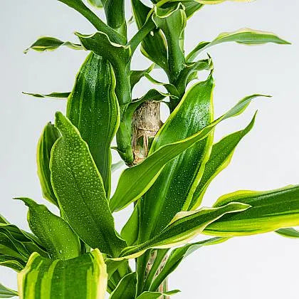 Dracaena 'Massangeana' - 4" Pot