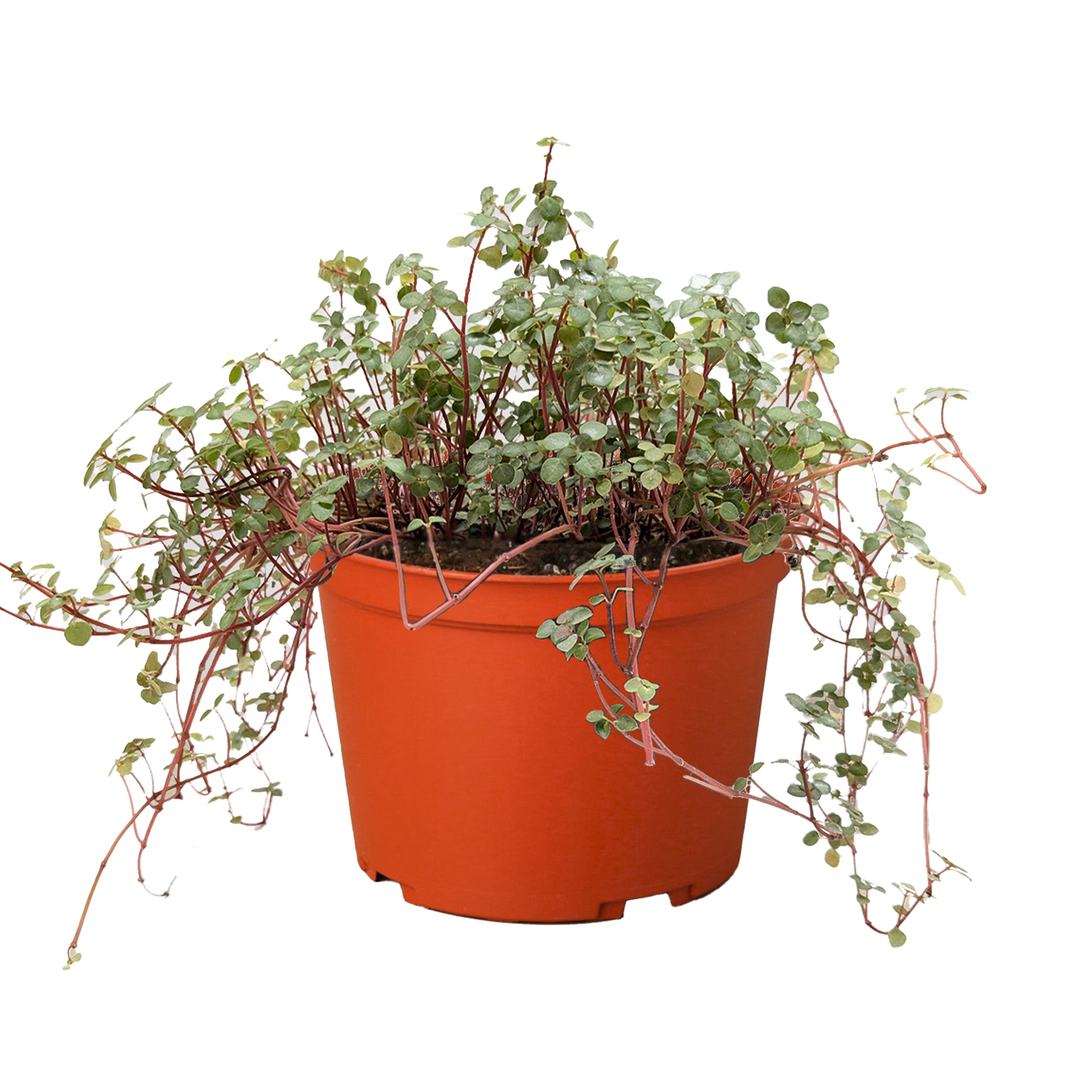 Nettle 'Silver Sparkle'