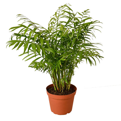 Neanthe Bella Palm