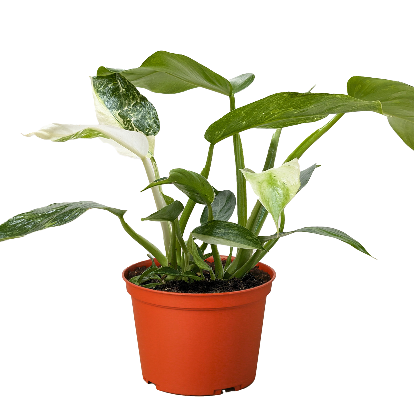 Philodendron Jose Bueno