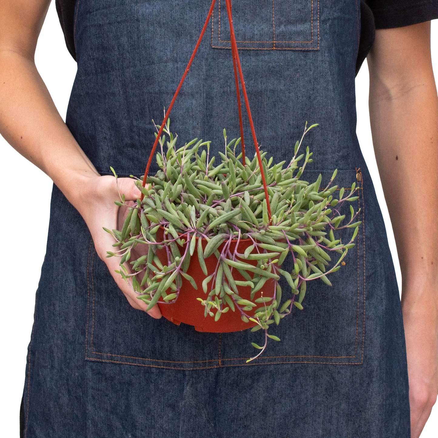 String Of Rubies 6 Pots