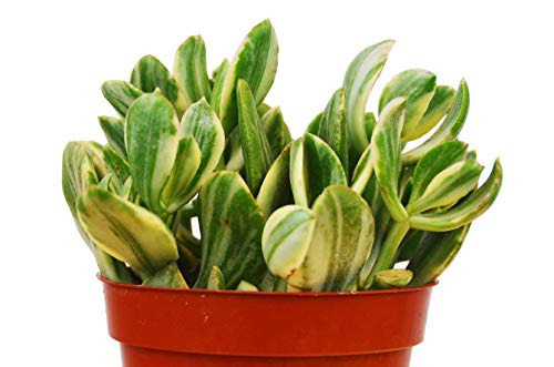 Crassula Ovata Variegated Jade Succulent 4 Pot