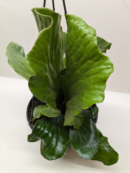 Fern 'Elephant'