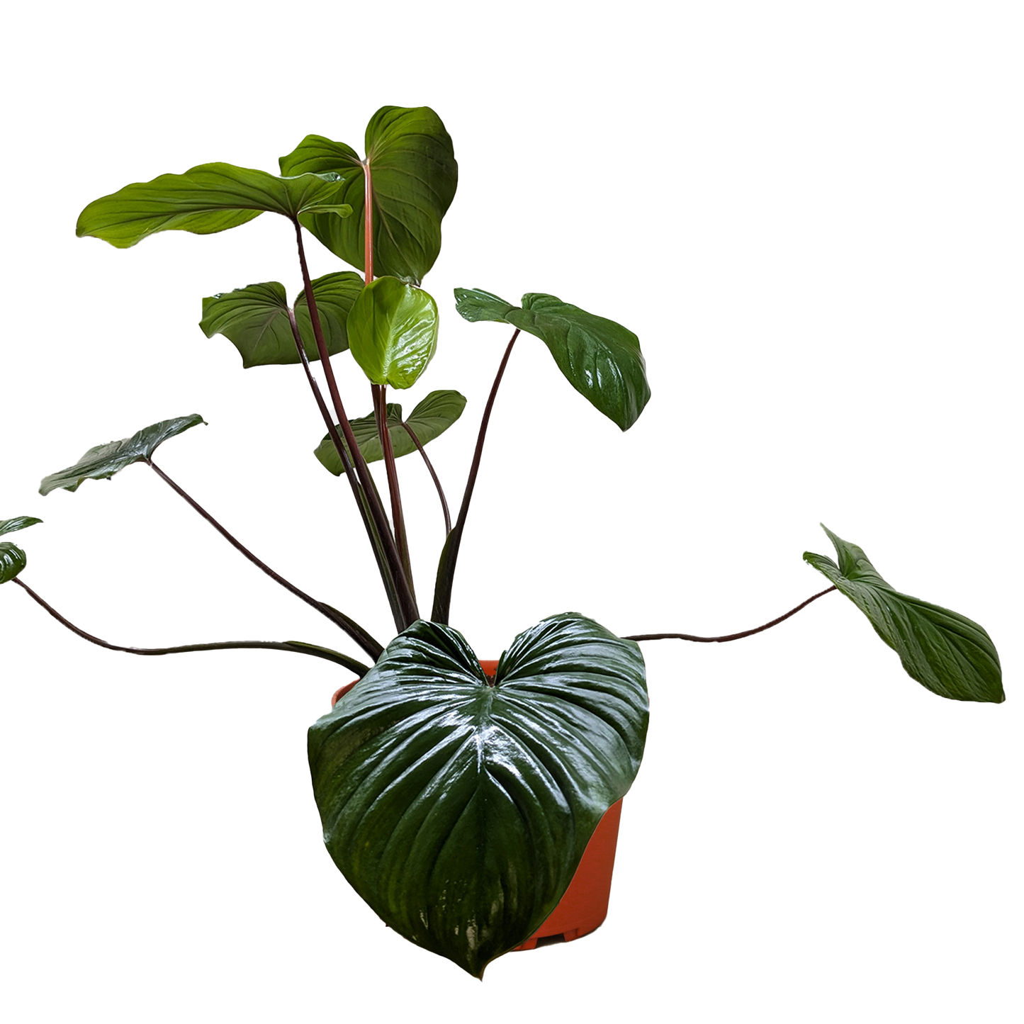 Homalomena 'Emerald Gem'