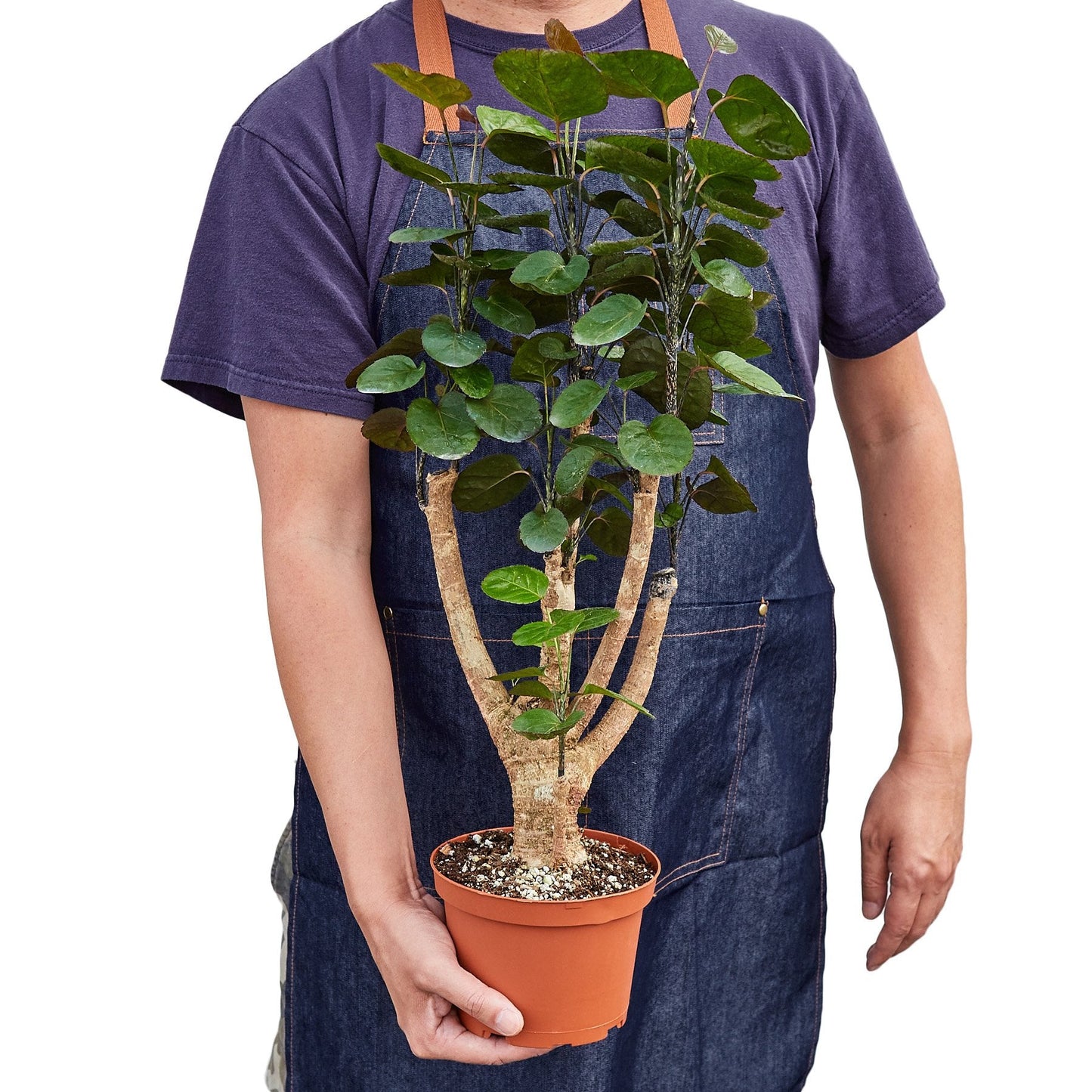 Aralia Fabian 'Polyscias Scutellaria'