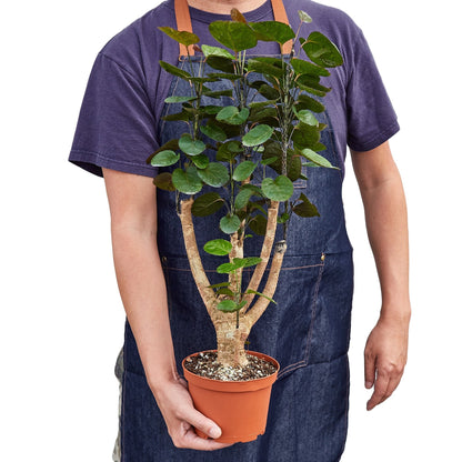 Aralia Fabian 'Polyscias Scutellaria'