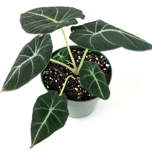 Alocasia Reginula 'Black Velvet'