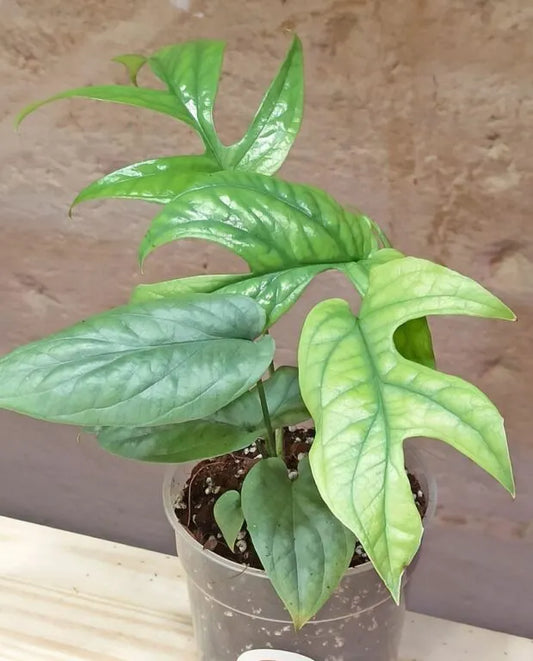 Amydrium 'Silver'