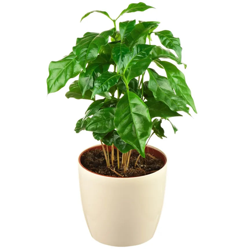 Arabica Coffee