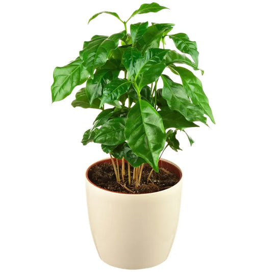 Arabica Coffee