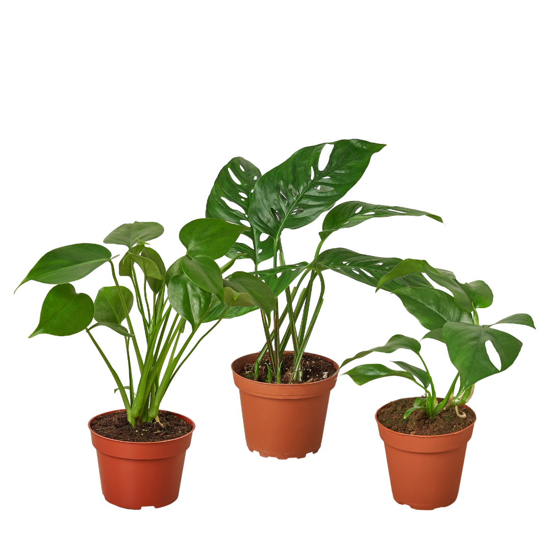 Monstera Trio Bundle