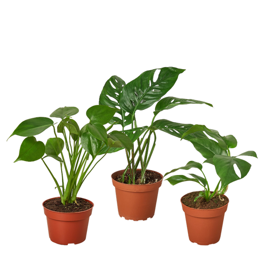 Monstera Trio Bundle