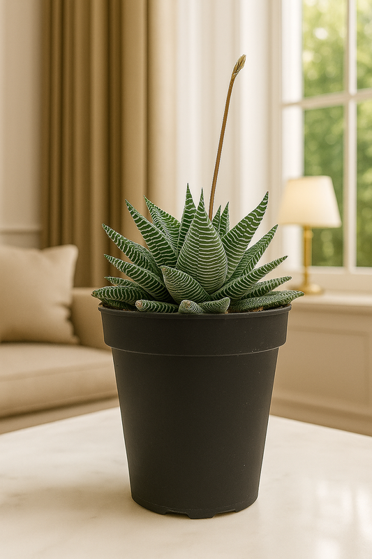 Haworthia Miami Succulent