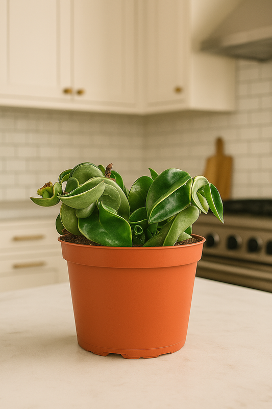 Hoya 'Rope Plant' Variegated