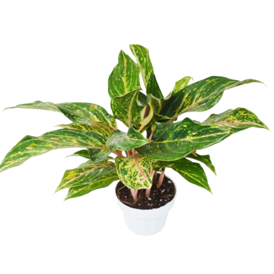 Chinese Evergreen Sparkling Sarah 6 Pot