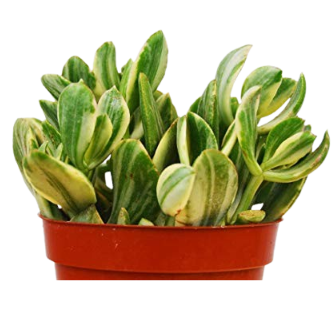 Crassula Ovata Variegated Jade Succulent 4 Pot