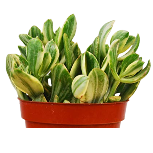Crassula Ovata Variegated Jade Succulent 4 Pot