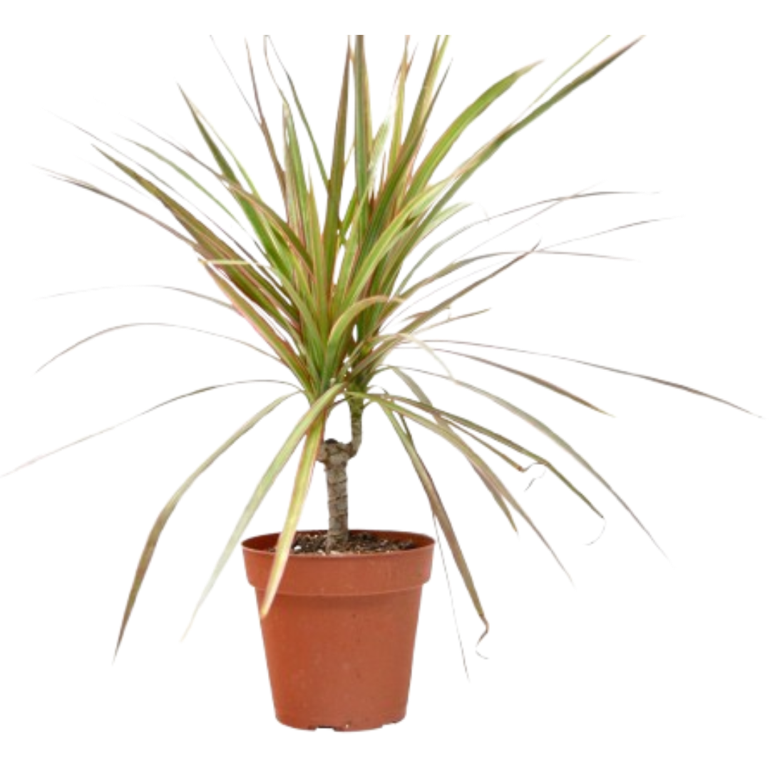 Dracaena Red Margined 4 Pot