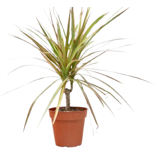 Dracaena Red Margined 4 Pot