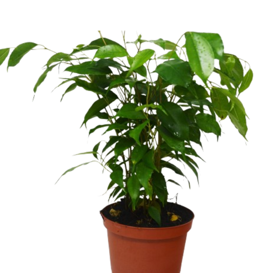 Ficus Benjamina 6 Pot