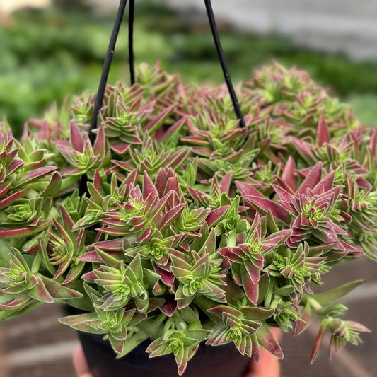 Succulent Crassula Capitella Red