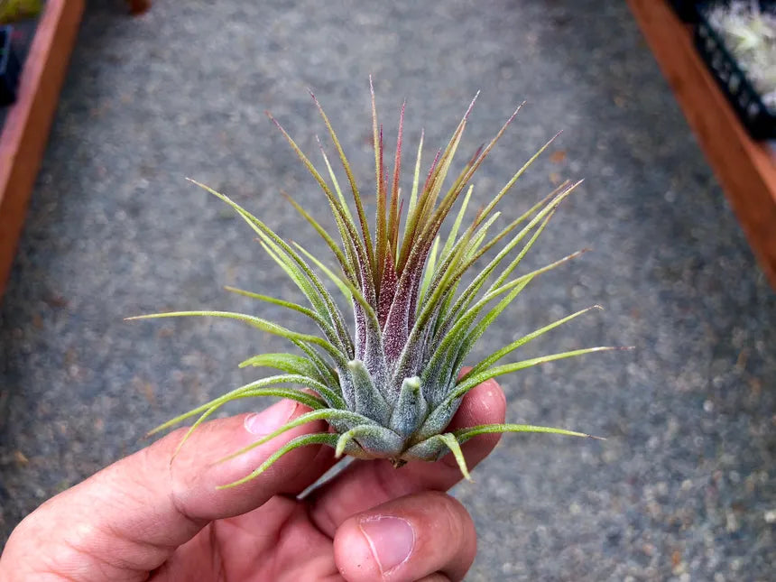 Tillandsia Ionantha Air Plant - 5 Pack
