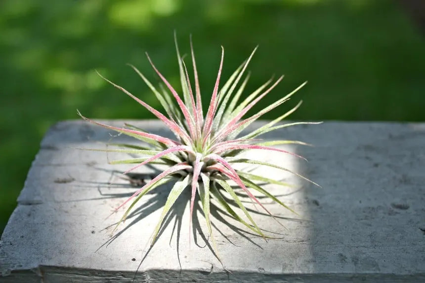 Tillandsia Ionantha Air Plant - 5 Pack