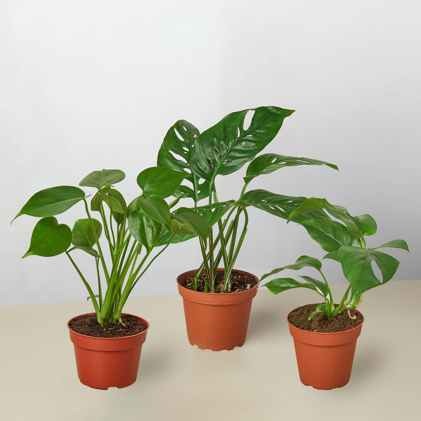 Monstera Trio Bundle