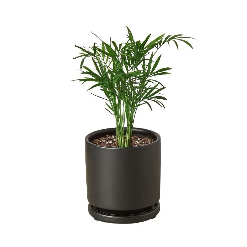 Neanthe Bella Palm