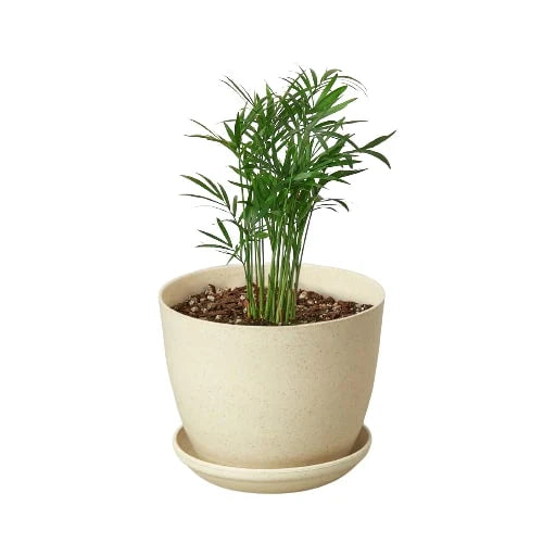 Neanthe Bella Palm