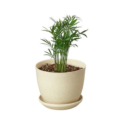 Neanthe Bella Palm