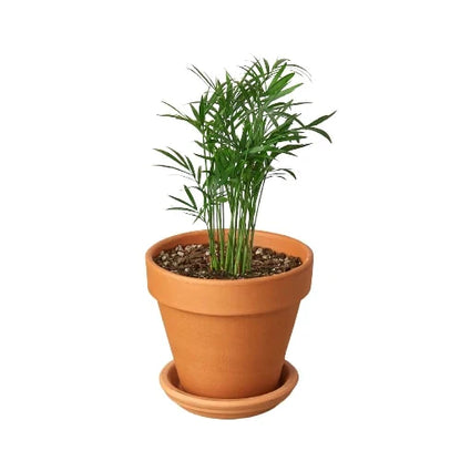 Neanthe Bella Palm