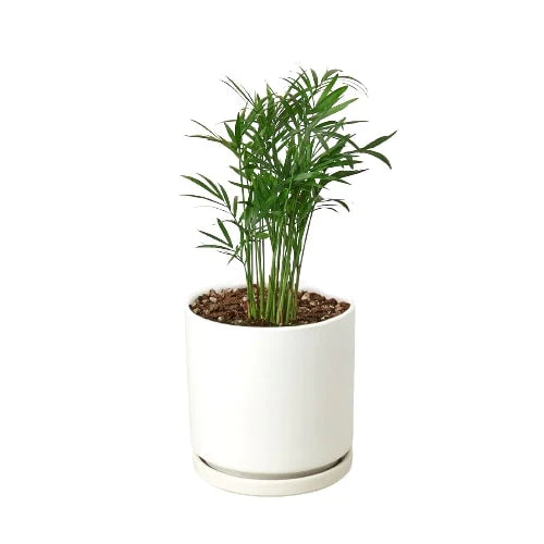 Neanthe Bella Palm