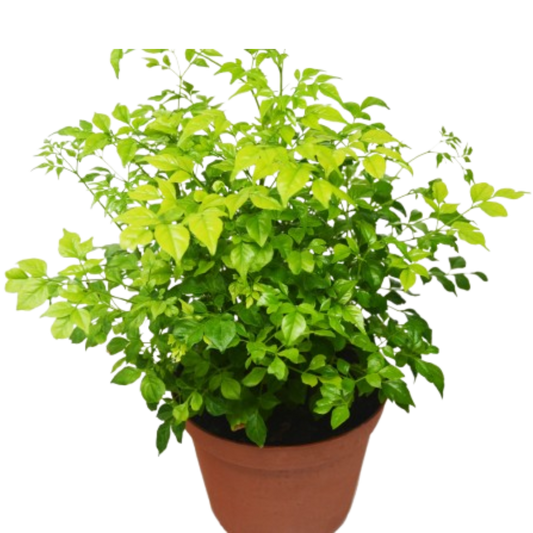 Radermachera 'China Doll' - 6" Pot