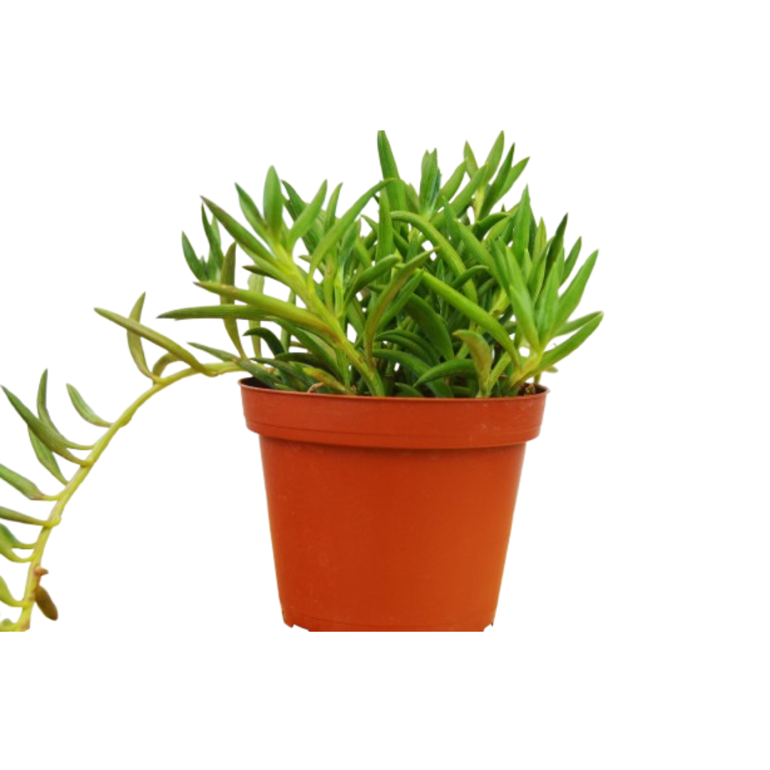 Senecio Succulent 'Fish Hooks'
