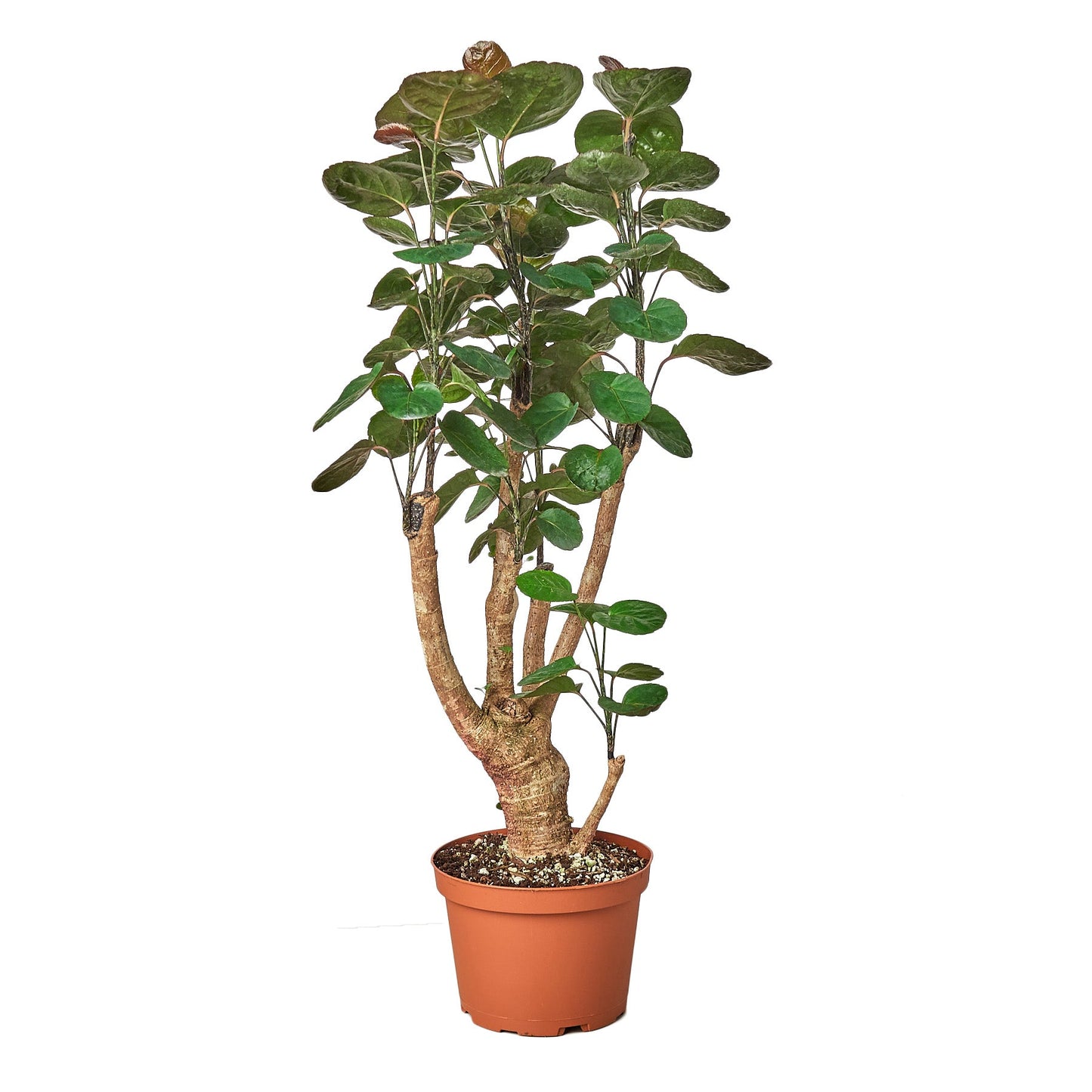 Aralia Fabian 'Polyscias Scutellaria'
