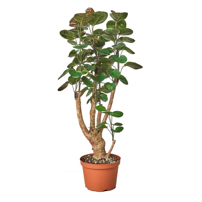 Aralia Fabian 'Polyscias Scutellaria'