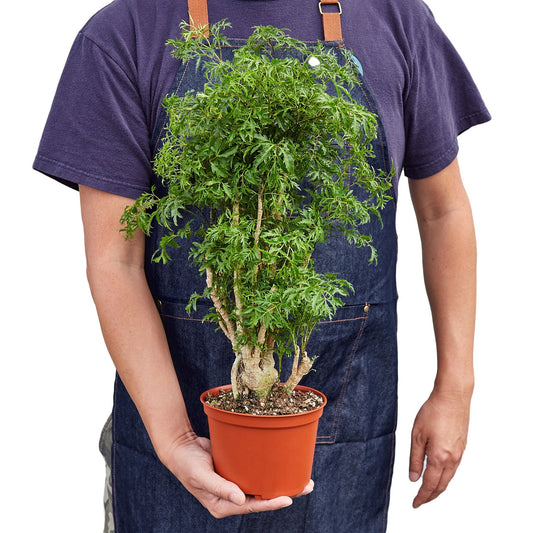 Aralia Ming