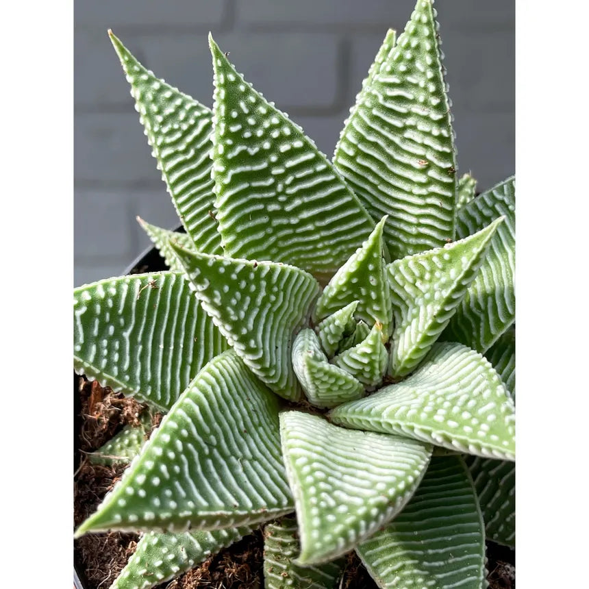 Haworthia Miami Succulent