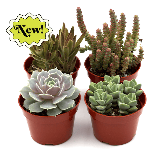 Assorted Succulent Variety 4, 12, 20 Pack