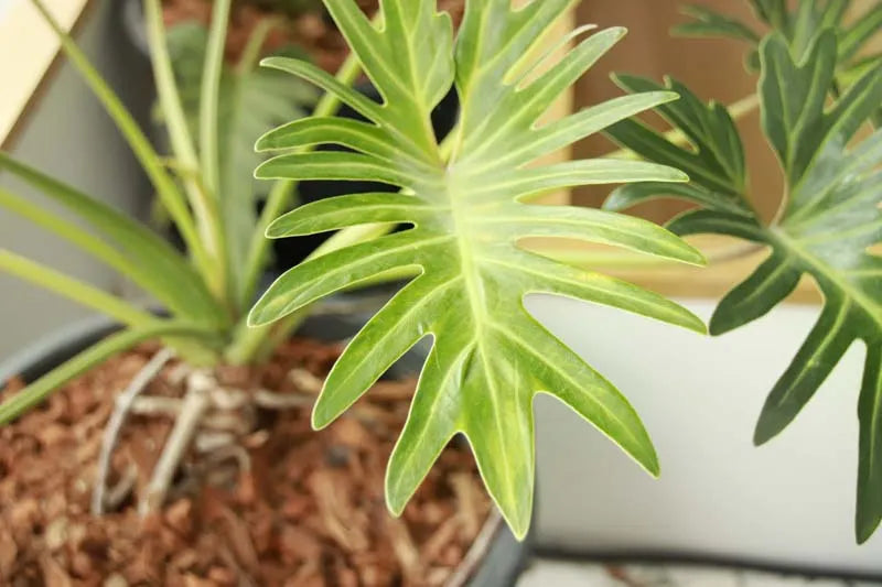 Philodendron ‘Lickety Split'