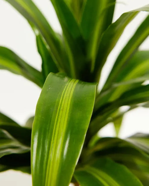 Dracaena 'Massangeana' - 4" Pot