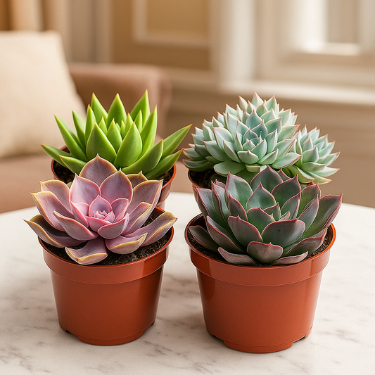 Rosette Succulent Variety Packs - 4" Pot