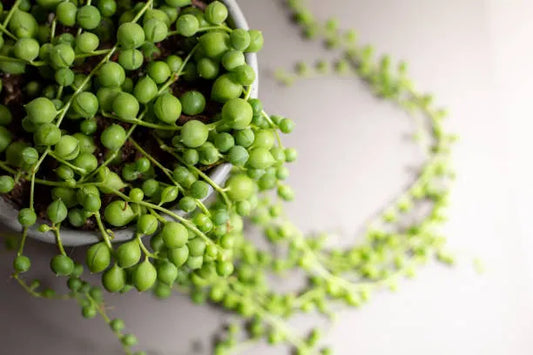 'String of Pearls' Succulent