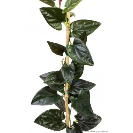 Syngonium 'Red Arrow'